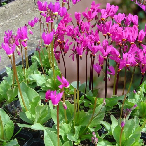 Dodecatheon 'Red Wings' - Jumalatelill 'Red Wings' P11/0,75L
